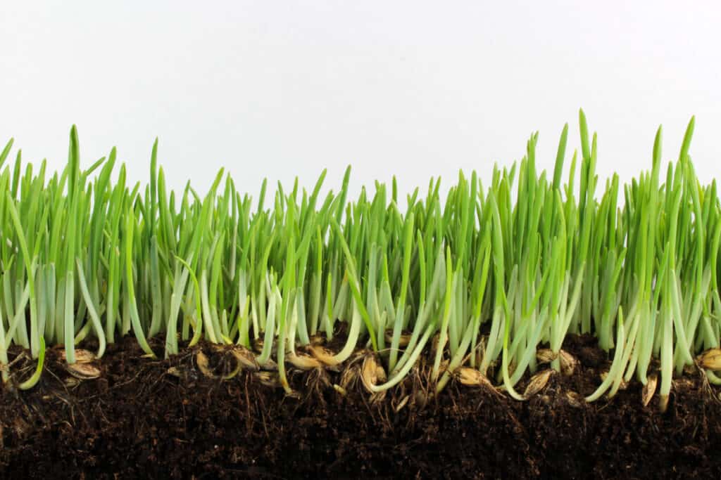 Sprouted Foods The New Superfood? Seniors Guide